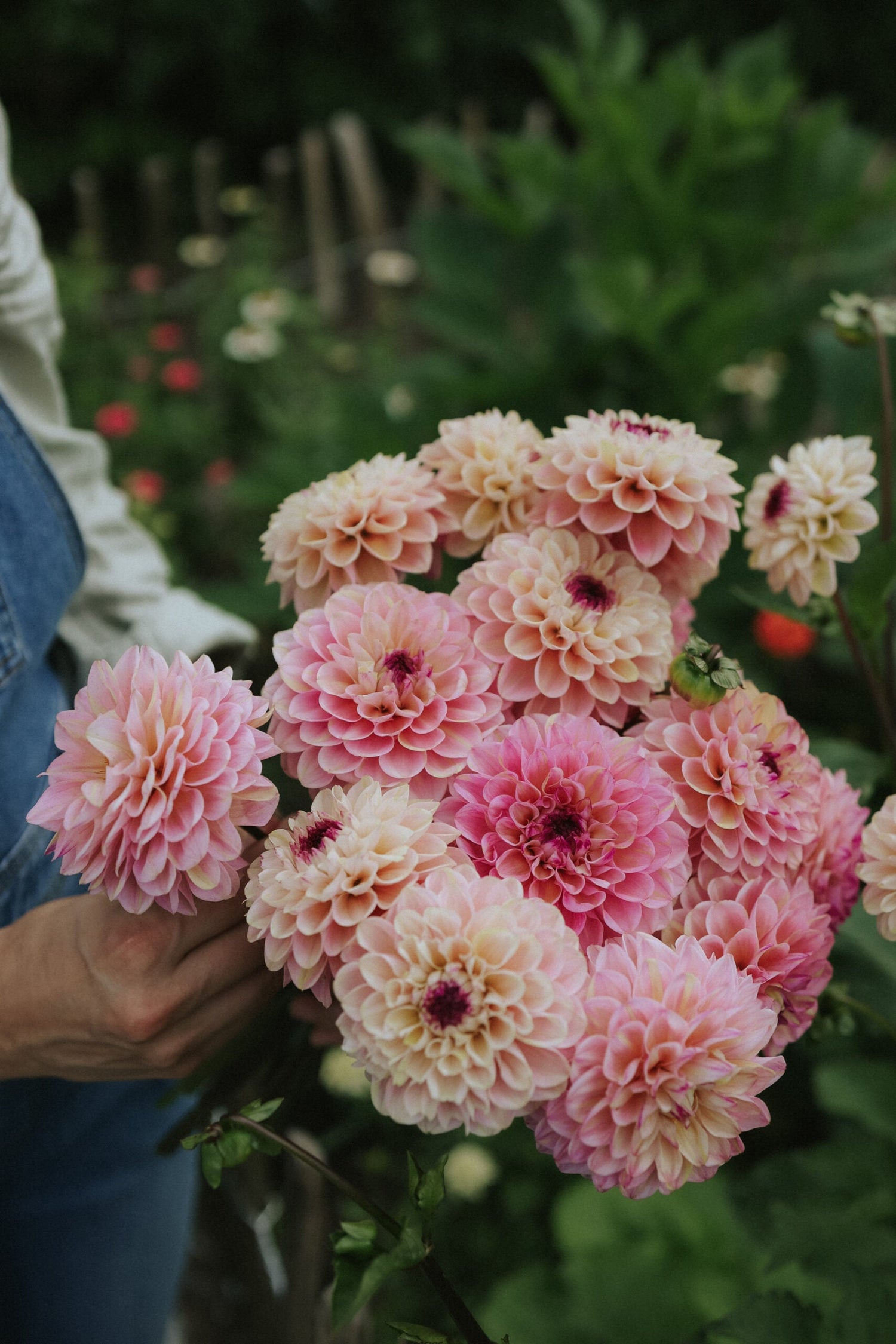 Dahlia - Wine Eyed Jill