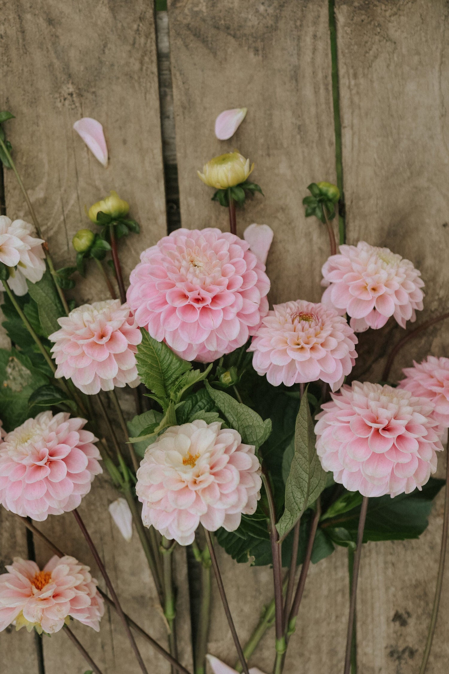 Dahlia - Wizard of Oz