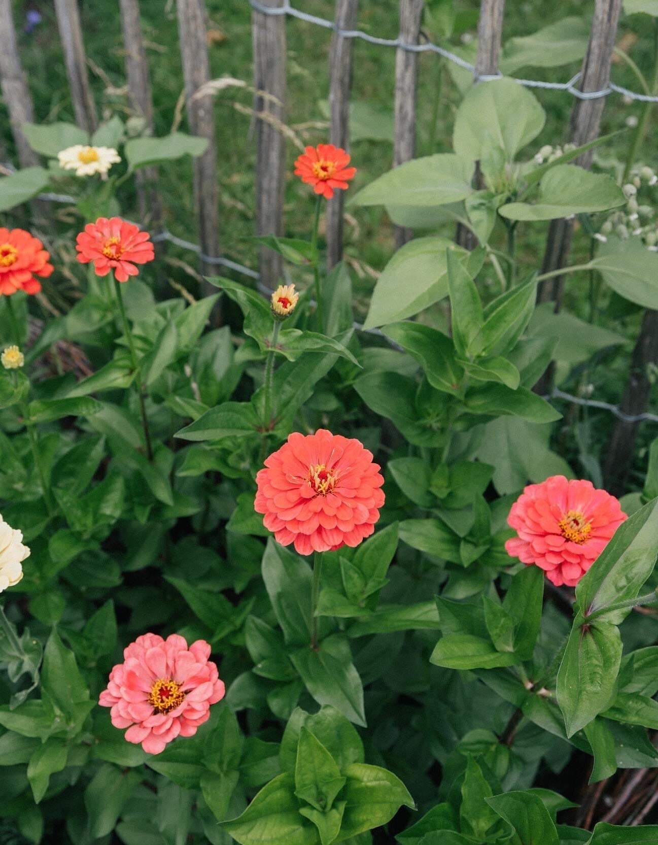 Zinnia - Dahl Flow Salmon Queen