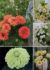 Green November - Zinnientraum